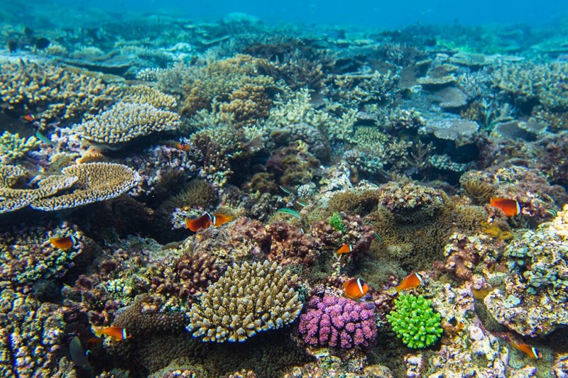 Νησιά Fiji: Ένας επίγειος παράδεισος - εικόνα 5