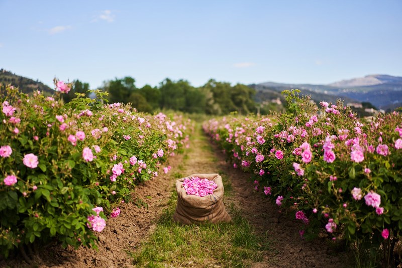 May Rose: Απόδραση στα ροζ λιβάδια της Νότιας Γαλλίας με τον οίκο Chanel - εικόνα 2