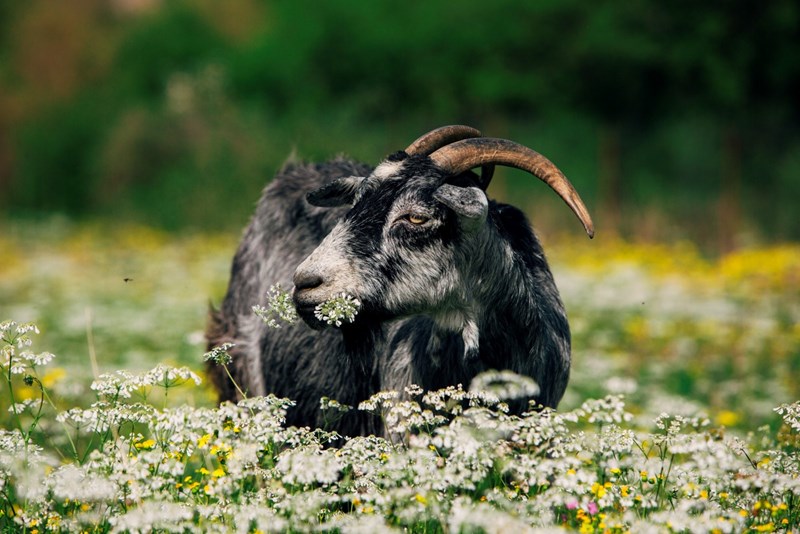 Κατσικίσιο γιαούρτι: Γιατί πρέπει να το εντάξεις τώρα στη διατροφή σου; - εικόνα 2