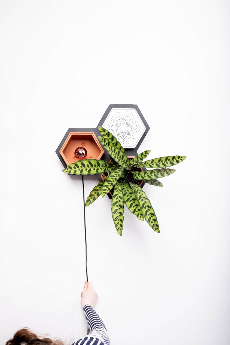 Μια μίνι ζούγκλα στον τοίχο μου! - εικόνα 8