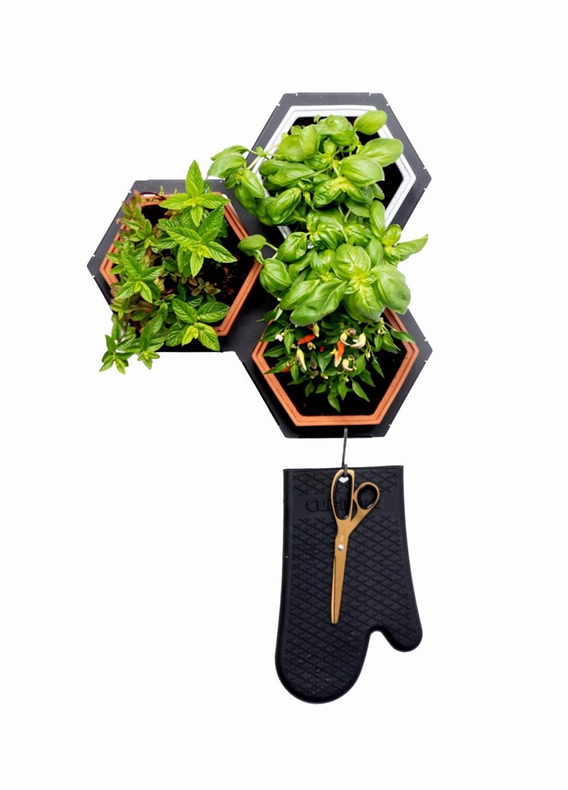 Μια μίνι ζούγκλα στον τοίχο μου! - εικόνα 2