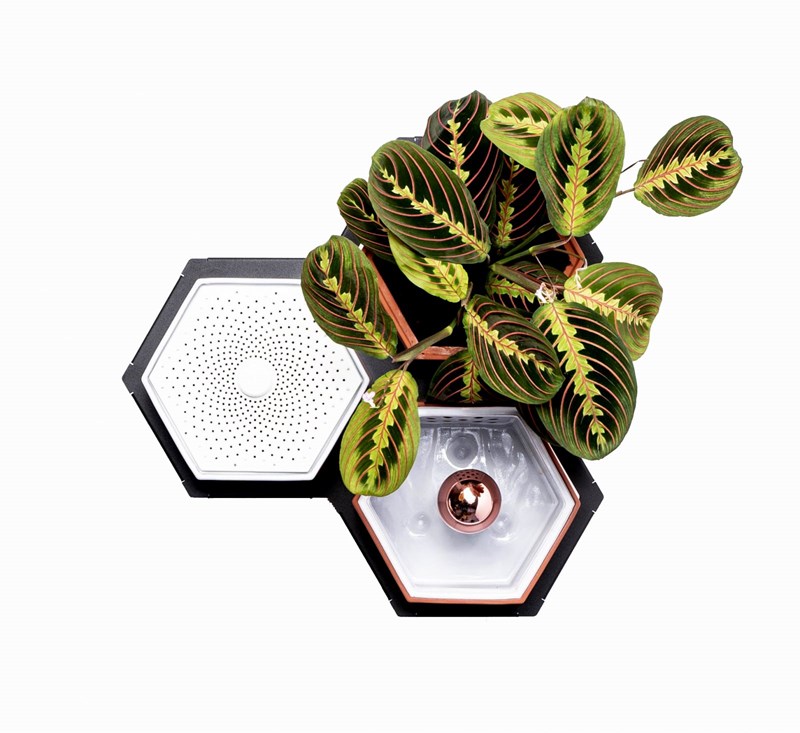 Μια μίνι ζούγκλα στον τοίχο μου! - εικόνα 3