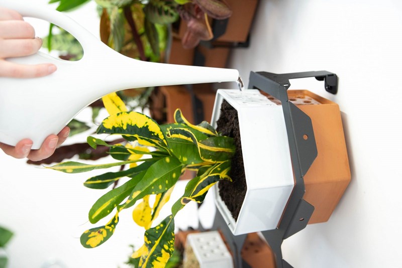 Μια μίνι ζούγκλα στον τοίχο μου! - εικόνα 7