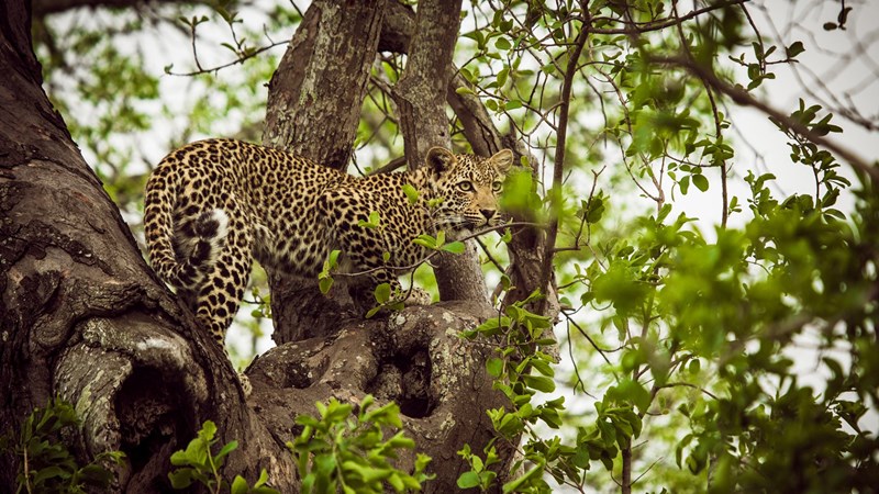 Safari στη Νότια Αφρική: H μαγεία της φύσης σε 26 υπέροχες φωτογραφίες - εικόνα 12