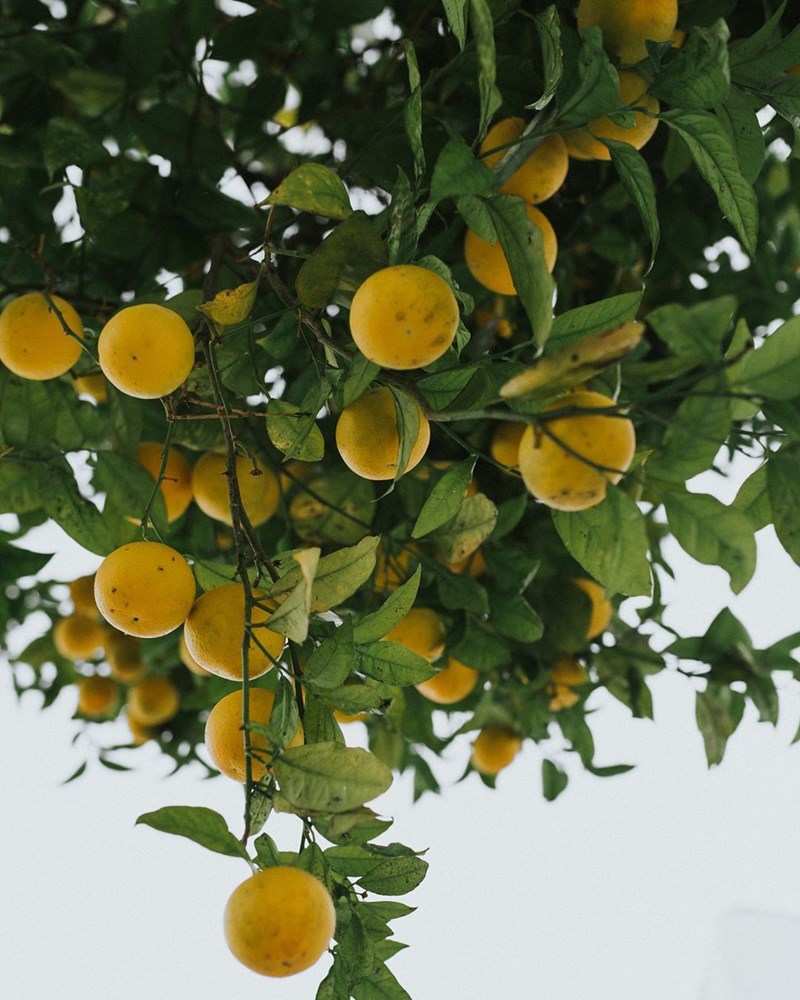 Slow Living: 38 φωτογραφίες από ένα κατάλευκο οίκημα στη Λισαβόνα - εικόνα 14