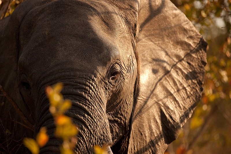 Safari στη Νότια Αφρική: H μαγεία της φύσης σε 26 υπέροχες φωτογραφίες - εικόνα 18