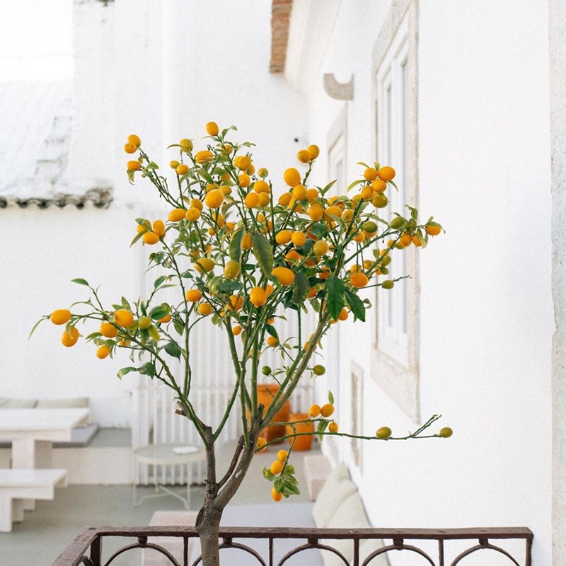 Slow Living: 38 φωτογραφίες από ένα κατάλευκο οίκημα στη Λισαβόνα - εικόνα 2