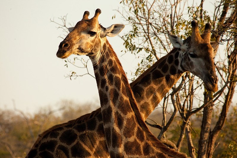 Safari στη Νότια Αφρική: H μαγεία της φύσης σε 26 υπέροχες φωτογραφίες - εικόνα 20