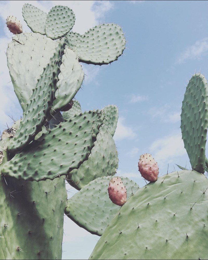 Έρωτας στο Μαρακές: Ένα ριάντ για χίλιες και μία απολαύσεις! - εικόνα 20