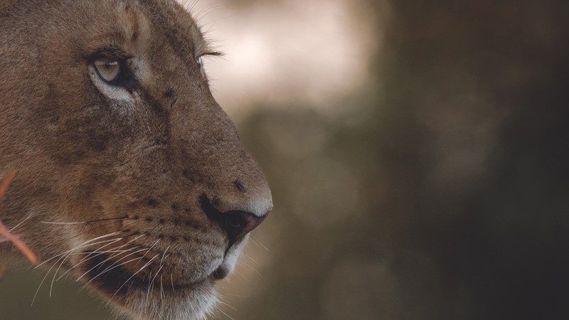 Safari στη Νότια Αφρική: H μαγεία της φύσης σε 26 υπέροχες φωτογραφίες - εικόνα 22