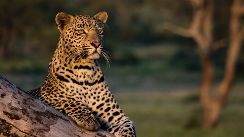 Safari στη Νότια Αφρική: H μαγεία της φύσης σε 26 υπέροχες φωτογραφίες - εικόνα 23