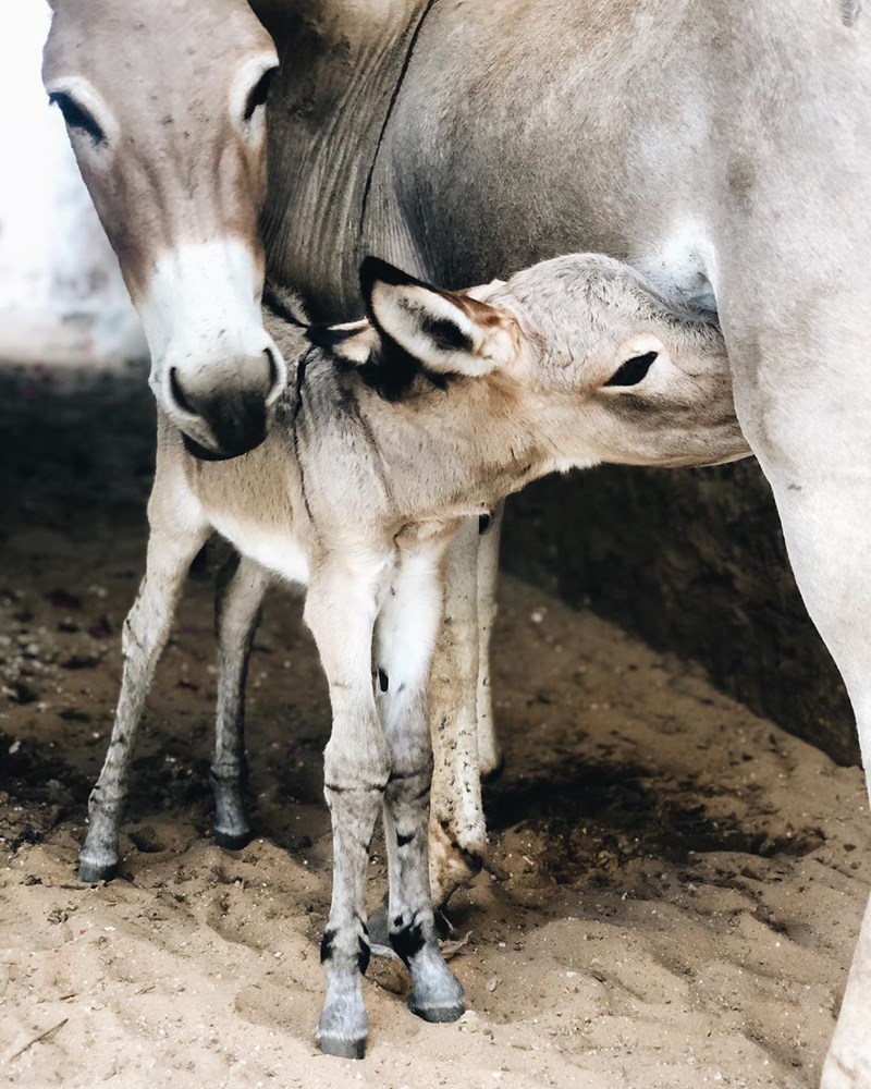 Ένας εξωτικός παράδεισος χτισμένος πάνω στο κύμα (38 φωτογραφίες) - εικόνα 37