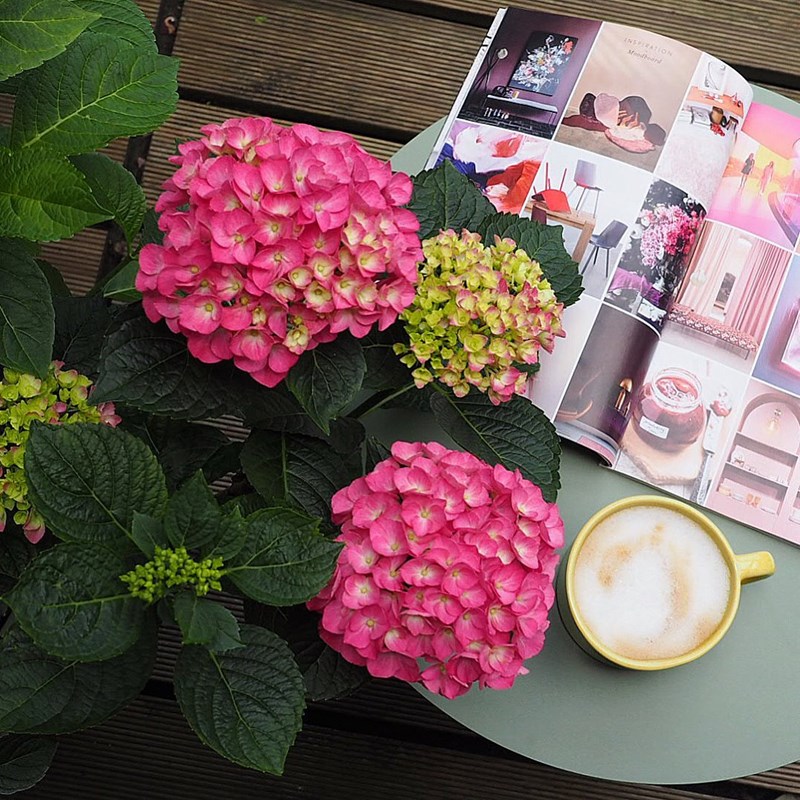 Πώς θα φτιάξω μια πράσινη όαση στη μικρή βεράντα μου; (25 ιδέες από €12,99) - εικόνα 11