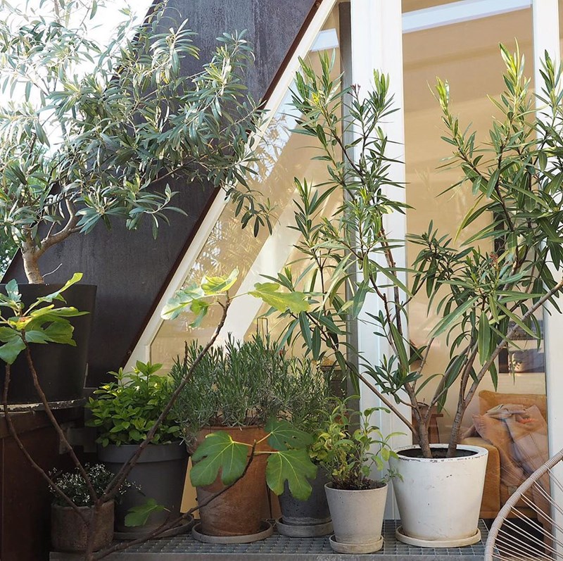 Πώς θα φτιάξω μια πράσινη όαση στη μικρή βεράντα μου; (25 ιδέες από €12,99) - εικόνα 6