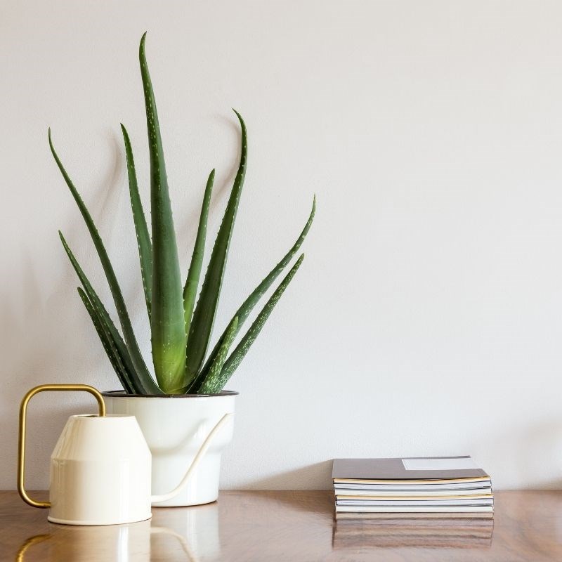 5 φυτά εσωτερικού χώρου που σας προτείνουμε να εντάξετε στη διακόσμηση του σπιτιού σας για extra vibes αισιοδοξίας (τα έχετε ανάγκη και το ξέρετε!) - εικόνα 3