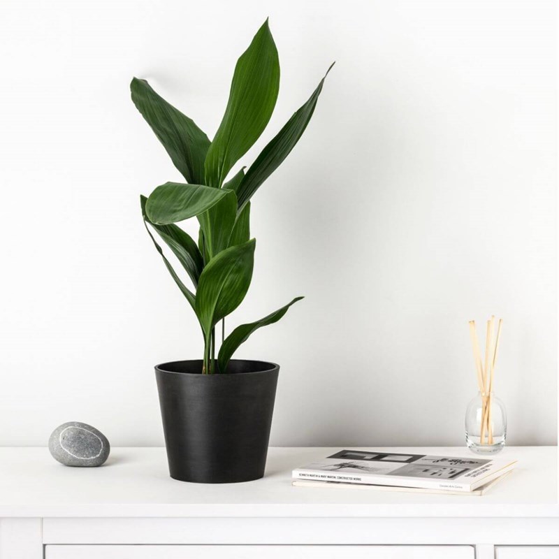 5 φυτά εσωτερικού χώρου που σας προτείνουμε να εντάξετε στη διακόσμηση του σπιτιού σας για extra vibes αισιοδοξίας (τα έχετε ανάγκη και το ξέρετε!) - εικόνα 5