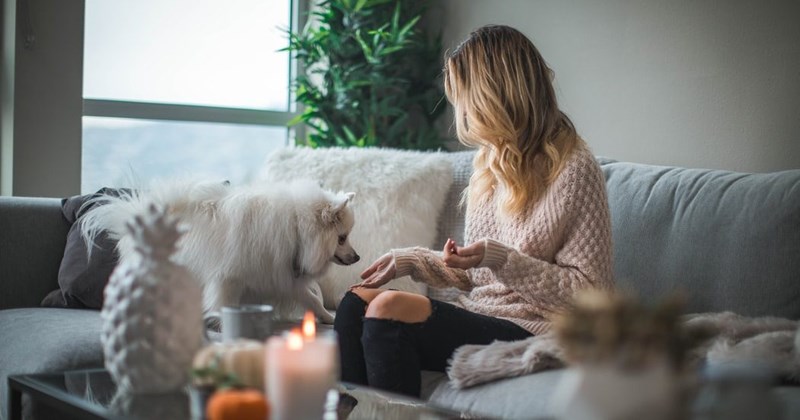 κατοικίδιο