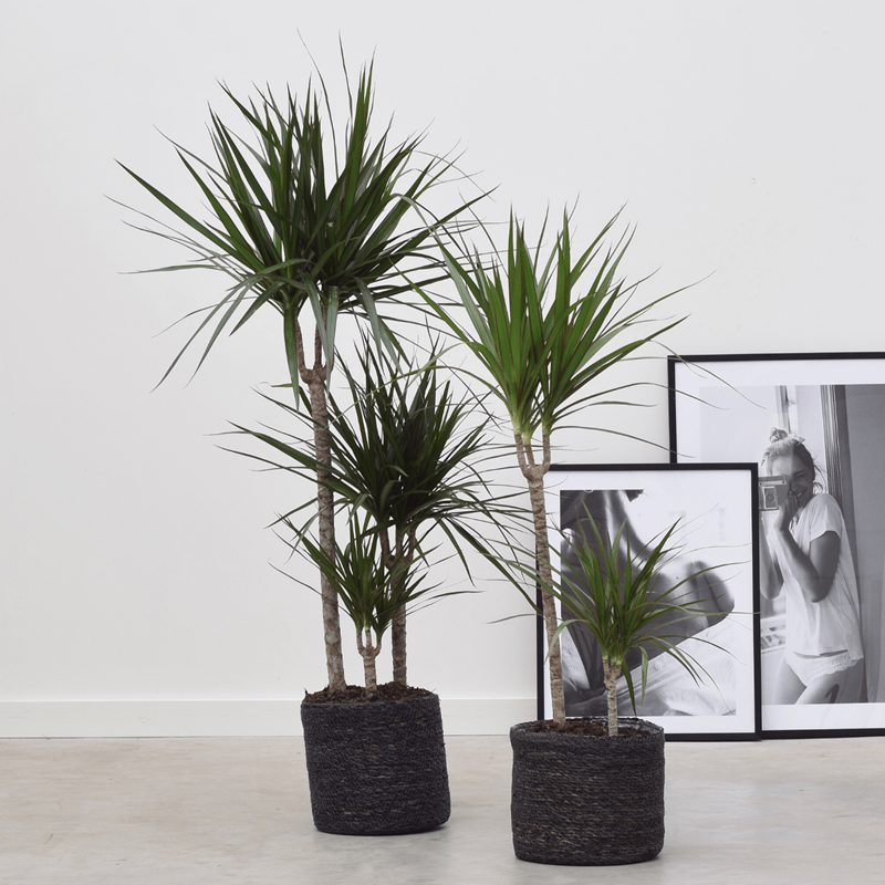 5 φυτά εσωτερικού χώρου που σας προτείνουμε να εντάξετε στη διακόσμηση του σπιτιού σας για extra vibes αισιοδοξίας (τα έχετε ανάγκη και το ξέρετε!) - εικόνα 1