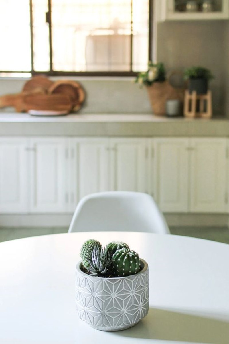 5 φυτά εσωτερικού χώρου που σας προτείνουμε να εντάξετε στη διακόσμηση του σπιτιού σας για extra vibes αισιοδοξίας (τα έχετε ανάγκη και το ξέρετε!) - εικόνα 4