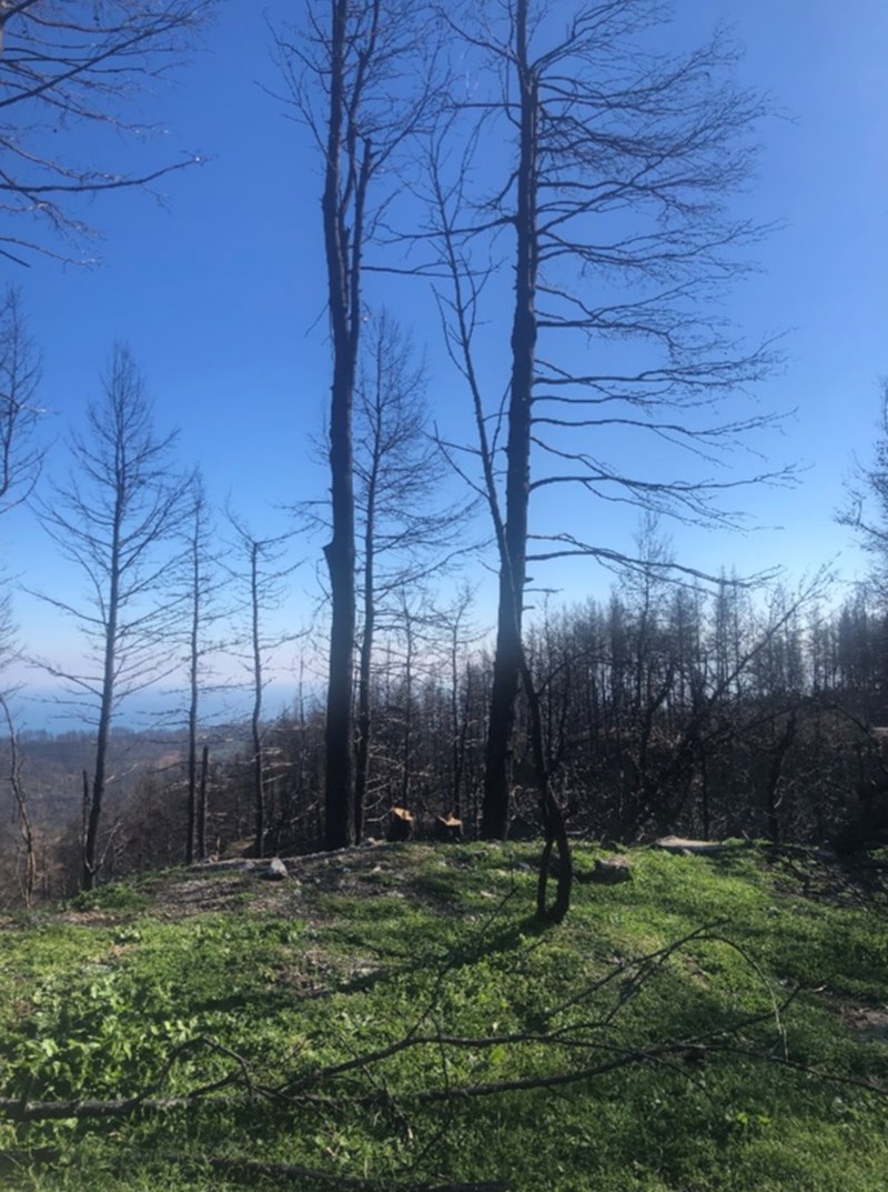 Beegin: Όταν οι μέλισσες δίνουν ξανά ζωή στην (καμένη) Βόρεια Εύβοια - εικόνα 2