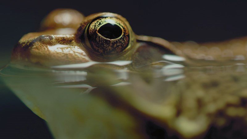 Απρίλιος στο Viasat Nature: Το πρώτο ντοκιμαντέρ με μηδενικό αποτύπωμα άνθρακα μάς μαθαίνει τη δύναμη της εξέλιξης - εικόνα 1