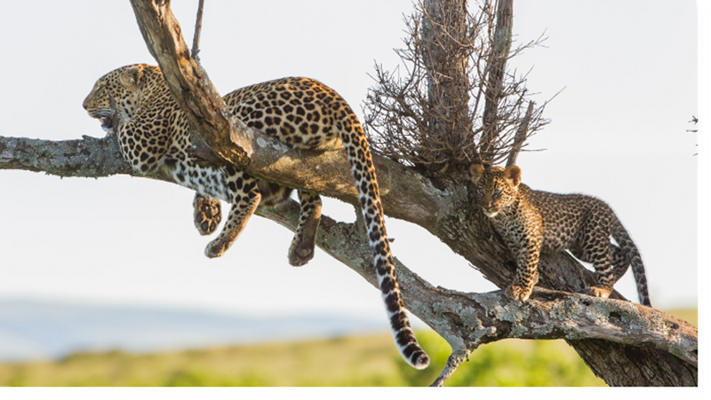Μάιος στο Viasat Nature: Διεισδύουμε στο βασίλειο της θηλυκής λεοπάρδαλης - εικόνα 1