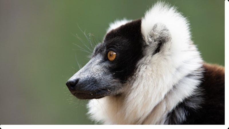 Ιούλιος στο Viasat Nature: Ανακαλύπτουμε την αχανή Αφρική - εικόνα 4