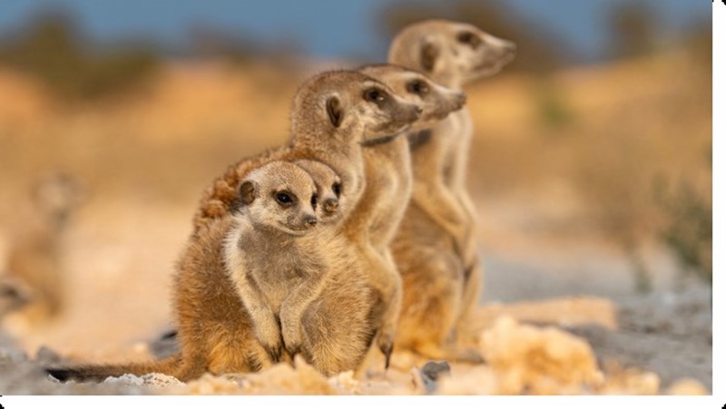 Ιούλιος στο Viasat Nature: Ανακαλύπτουμε την αχανή Αφρική - εικόνα 2