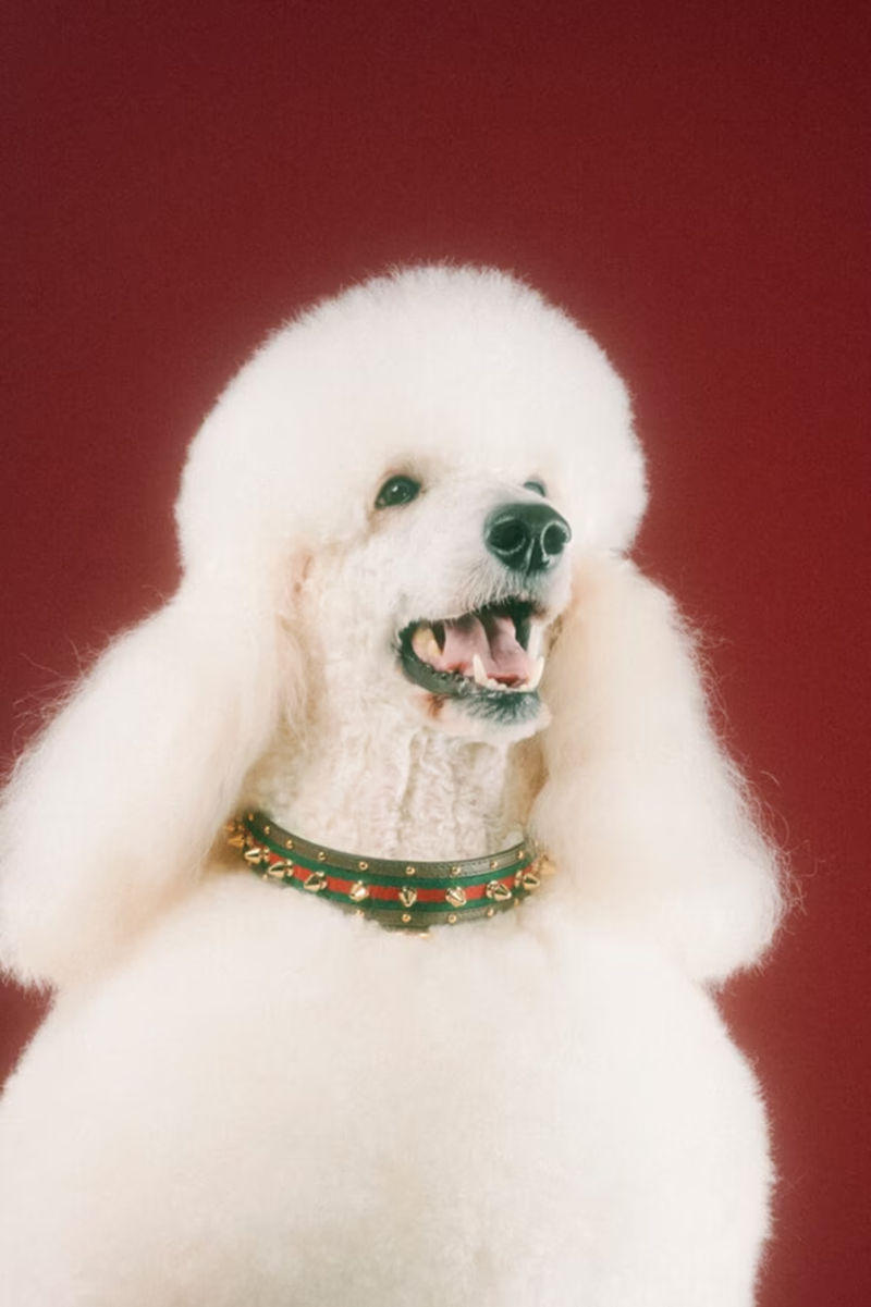 H συλλογή Gucci Pet Collection θέλει να κακομάθει τα κατοικίδιά μας ακόμα περισσότερο - εικόνα 3