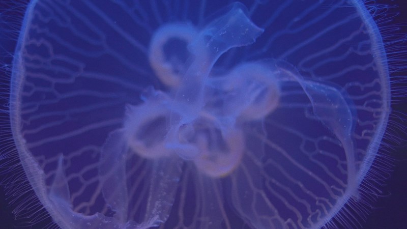 Φαίδρα Βόκαλη: «Η καρέκλα της σκηνοθέτριας ήταν απροσδόκητα οικεία» - εικόνα 3