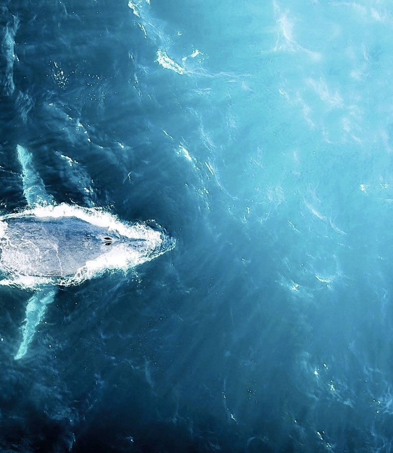 ELLE GREEN: H Maud Fontenoy πιστεύει ότι τα μαθήματα της θάλασσας δεν ξεχνιούνται - εικόνα 2