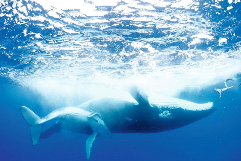 ELLE GREEN: H Maud Fontenoy πιστεύει ότι τα μαθήματα της θάλασσας δεν ξεχνιούνται - εικόνα 1