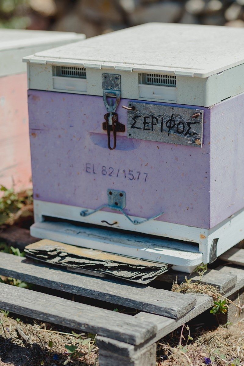 Οι μέλισσες, η ομορφιά και η σωτηρία του πλανήτη - εικόνα 5