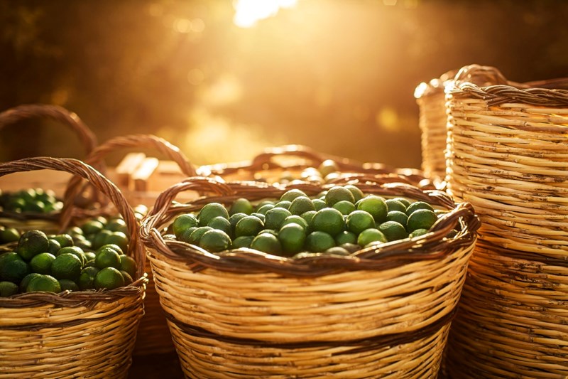 Αυτό το άρωμα εσπεριδοειδών "κλείνει" μέσα του όλη τη φρεσκάδα του καλοκαιριού - εικόνα 2