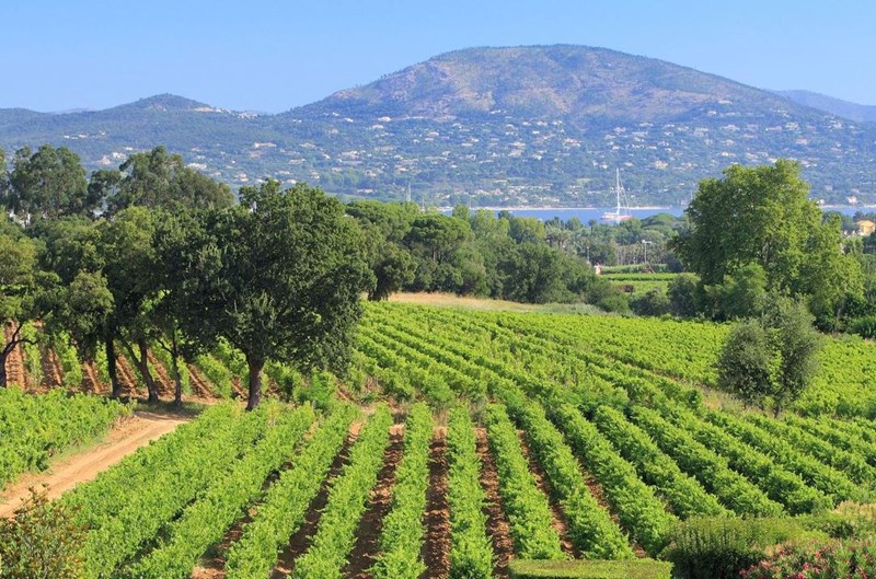 Η καρδιά του Saint Tropez είναι ροζέ - εικόνα 7