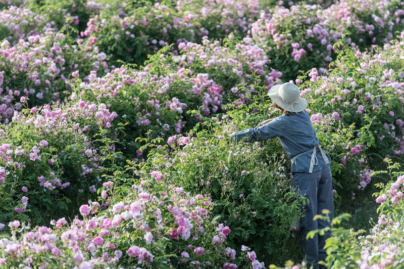 May Rose: Απόδραση στα ροζ λιβάδια της Νότιας Γαλλίας με τον οίκο Chanel - εικόνα 5