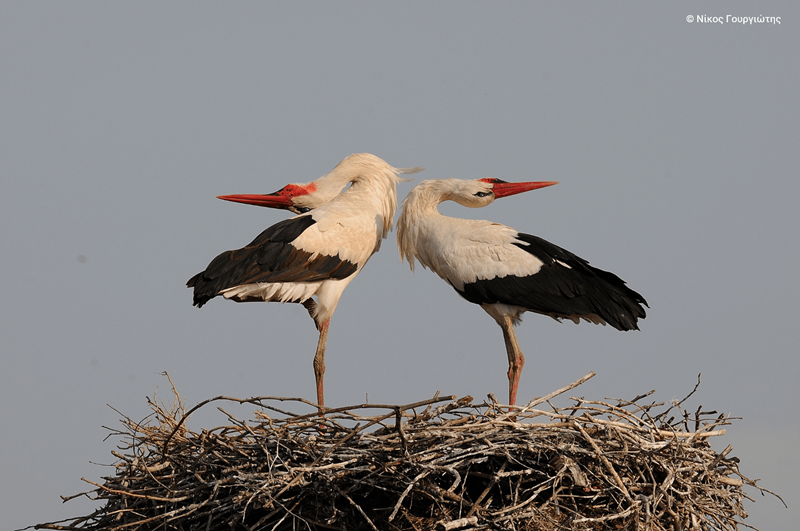natura 2000