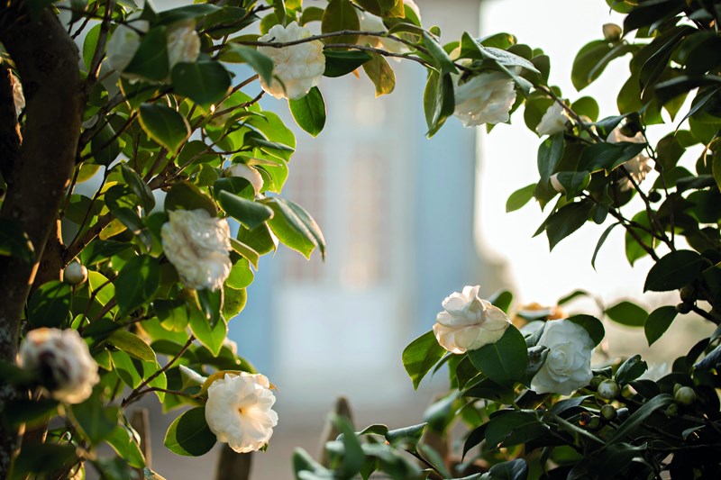 O κήπος με τις καμέλιες - εικόνα 6