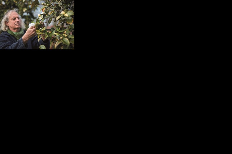 O κήπος με τις καμέλιες - εικόνα 2