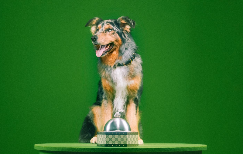 H συλλογή Gucci Pet Collection θέλει να κακομάθει τα κατοικίδιά μας ακόμα περισσότερο - εικόνα 4