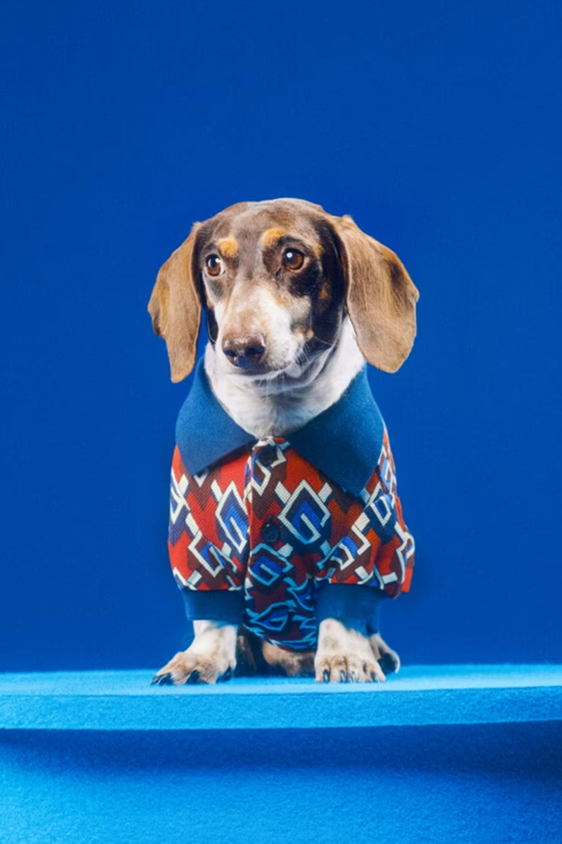 H συλλογή Gucci Pet Collection θέλει να κακομάθει τα κατοικίδιά μας ακόμα περισσότερο - εικόνα 2