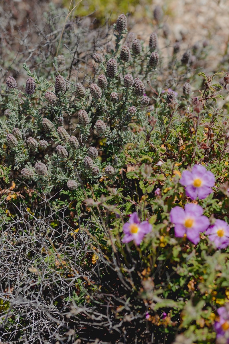 Οι μέλισσες, η ομορφιά και η σωτηρία του πλανήτη - εικόνα 3