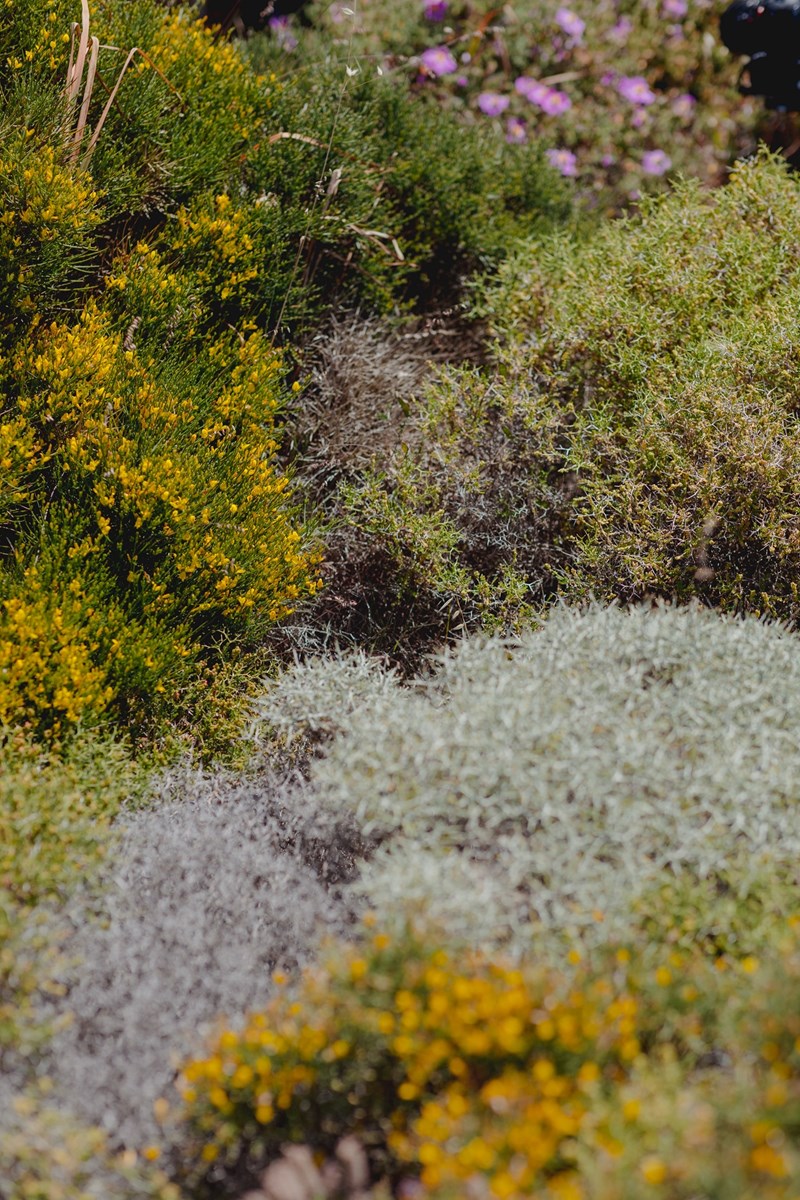 Οι μέλισσες, η ομορφιά και η σωτηρία του πλανήτη - εικόνα 4