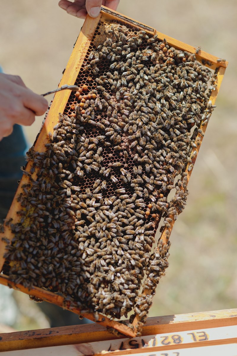 Οι μέλισσες, η ομορφιά και η σωτηρία του πλανήτη - εικόνα 6