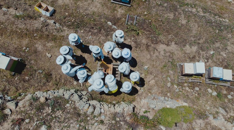 Οι μέλισσες, η ομορφιά και η σωτηρία του πλανήτη - εικόνα 7