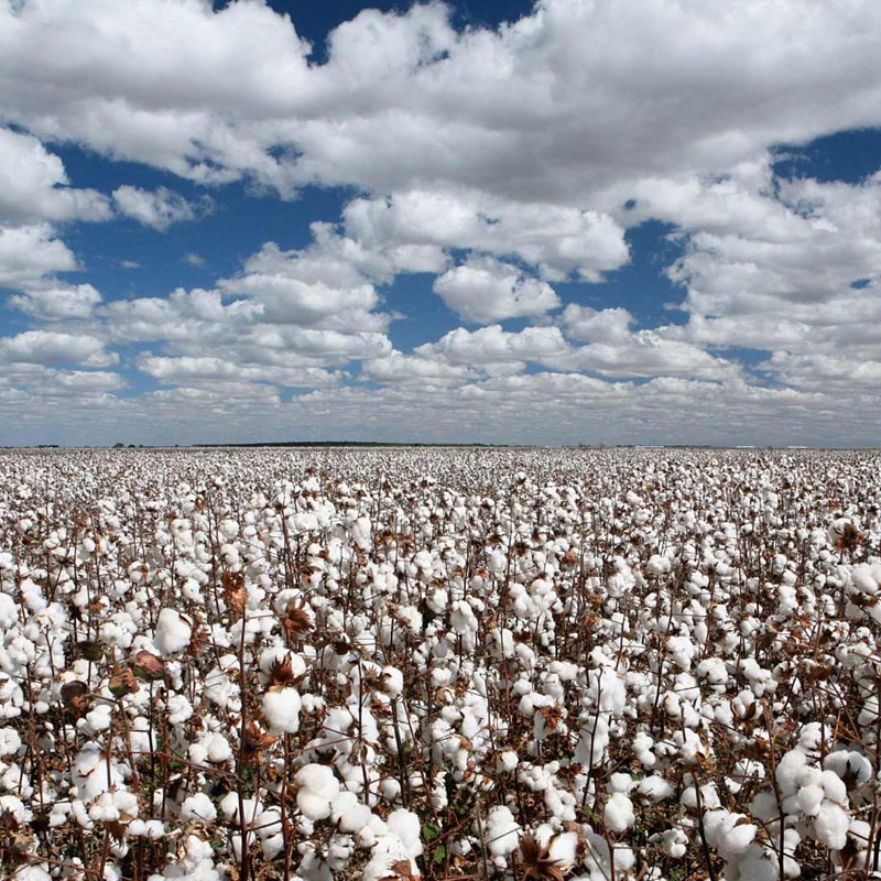 EUCOTTON: Το ευρωπαϊκό βαμβάκι προς τη διάσωση της μόδας - εικόνα 2