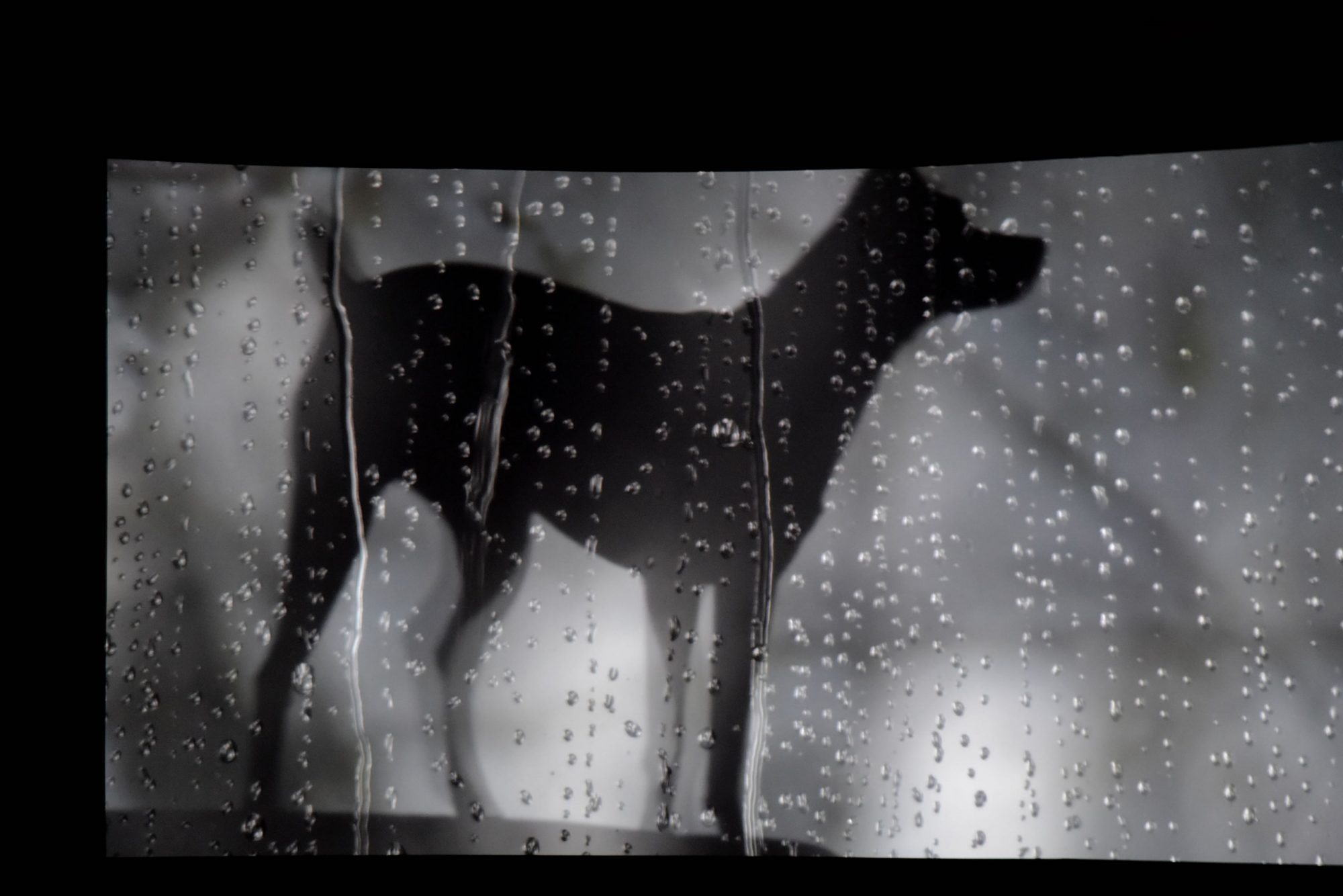 Η καρδιά του Σκύλου