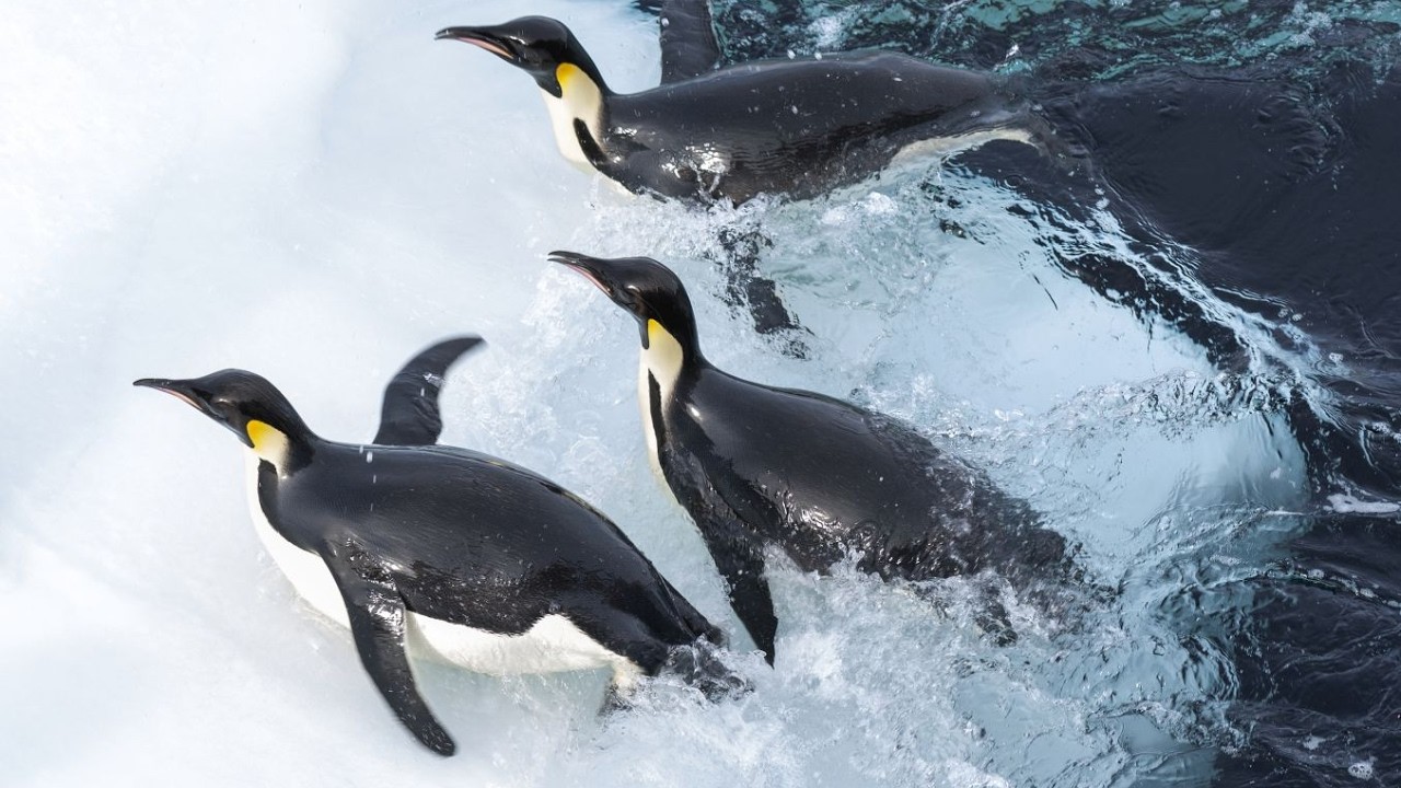 Το Ταξίδι του Αυτοκράτορα 2: Το Κάλεσμα