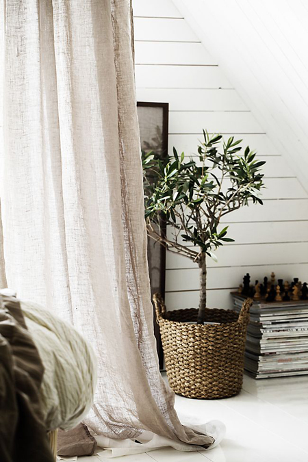 «Πράσινη» διακόσμηση με ένα φυτό που μυρίζει Ελλάδα