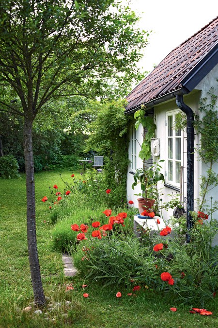 Ο κήπος με τις παπαρούνες